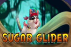 Sugar Glider